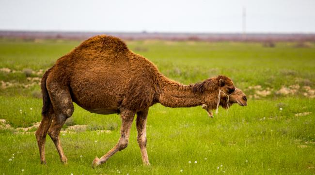 骆驼生存环境