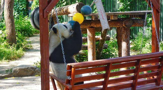 熊猫乐园怎么玩