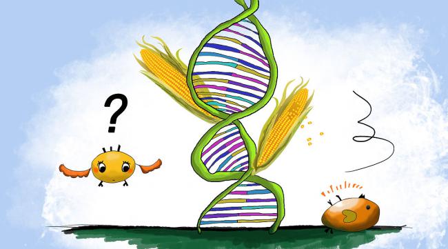 什么是基因工程,其基本过程是什么