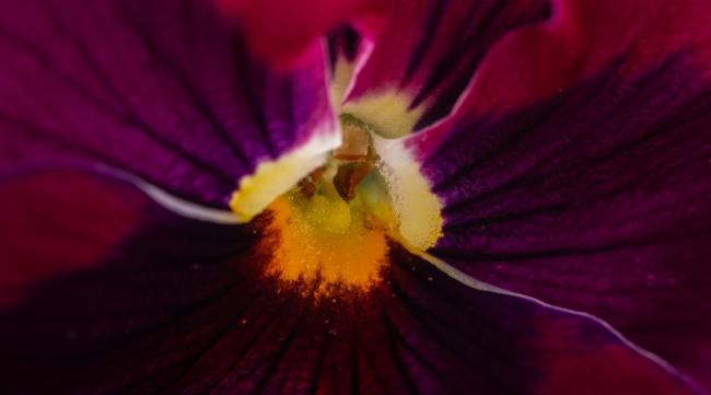 如何利用微距镜头拍摄花卉图片