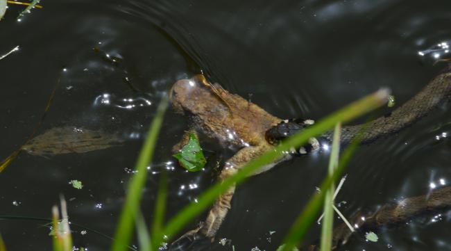 河里抓的小青蛙怎么养