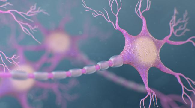 一个神经元有多少个细胞体
