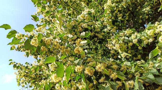 空之花神蜂蜜树怎么使用