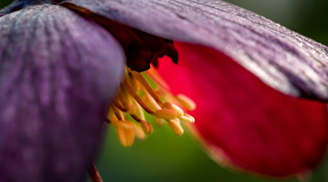 如何使用手机拍摄微距花卉作品教程