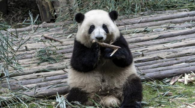 为什么大熊猫会变成国宝