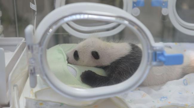 刚出生熊猫宝宝图片