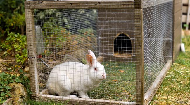 兔子的窝怎么建