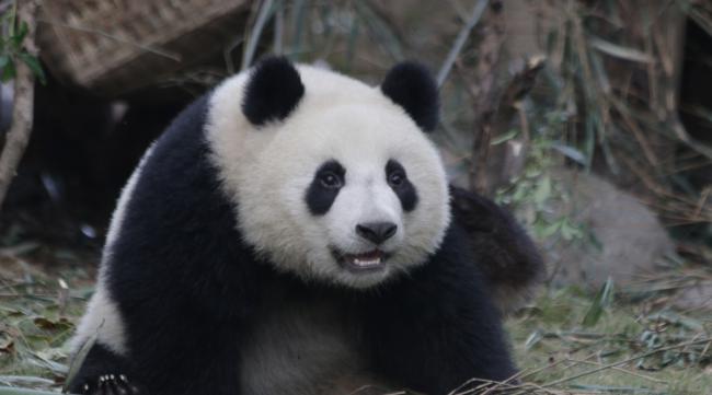 大熊猫取名字是随意的吗女生