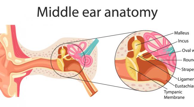 听觉感受器有哪些