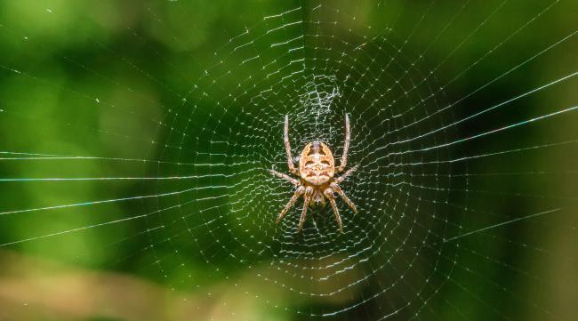 蜘蛛为什么能在蜘蛛网上行走