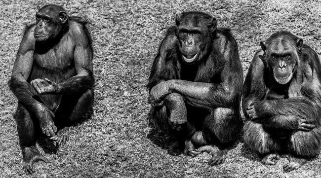 人类的祖先是猿还是猿猴呢