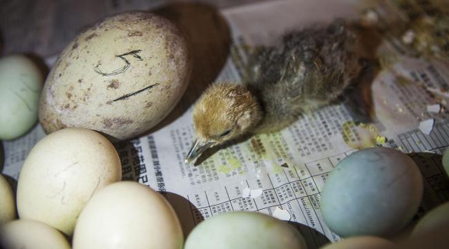 碎鸟蛋怎么孵化的
