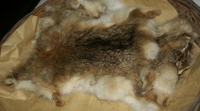 黄鼠狼毛皮处理的保存方法是