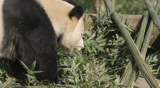 熊猫喜欢吃毛竹还是青川箭竹