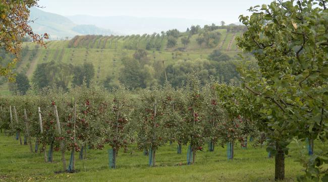 苹果种植如何选择地形条件呢