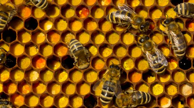观察蜜蜂蜂群的三种方法