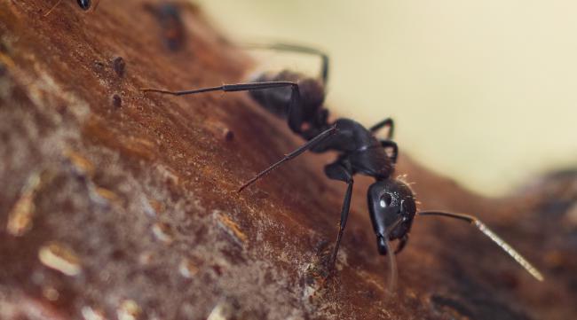 蚂蚁是国家保护动物吗
