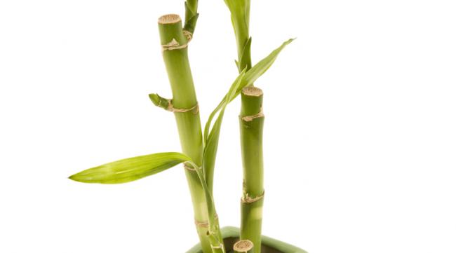 一根观音竹怎么长成多根呢