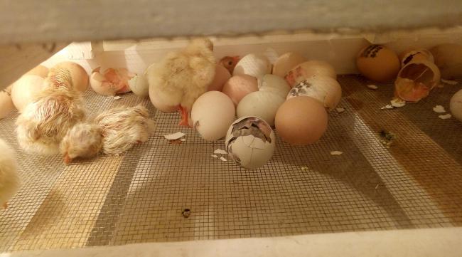 鸡蛋怎么孵出鸡娃的蛋