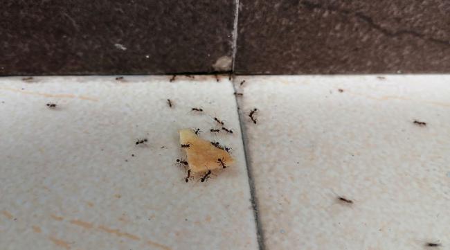 家里有白蚂蚁怎么消灭