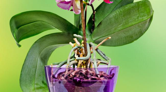 紫妖姬兰花的养殖方法和技术