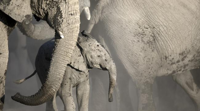 人类保护大象历程作文
