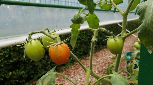 番茄没长大就熟是为什么呢