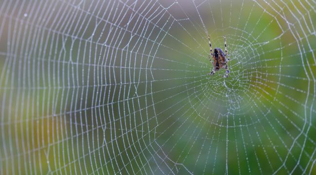 为什么容易有蜘蛛网