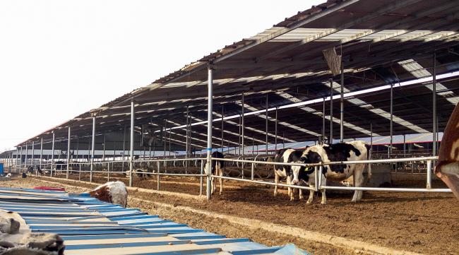 养牛场的主要建设内容和规模怎么写