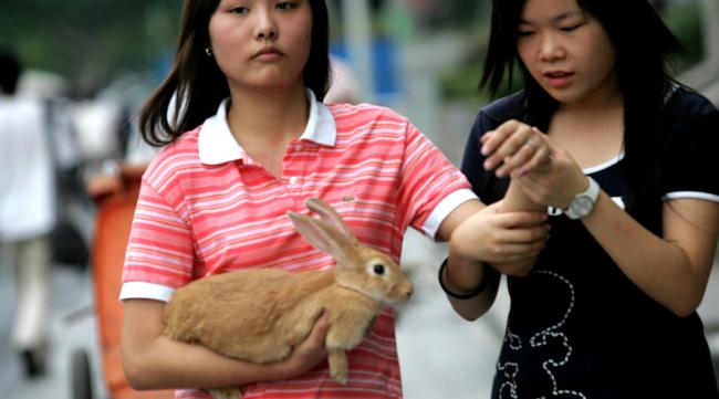 可以带兔子乘坐地铁吗