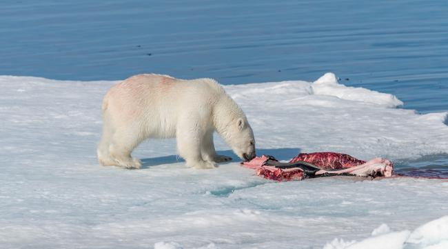北极人是怎样捕捉北极熊的呢