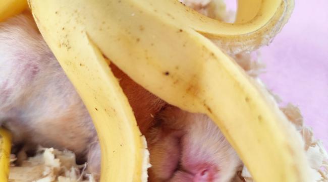 仓鼠能吃香蕉干嘛