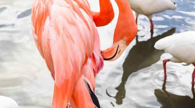 动物园粉色的像丹顶鹤的鸟是什么鸟
