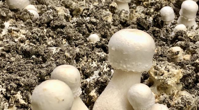 种蘑菇方法