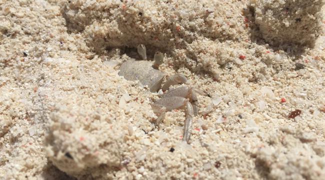 蚁狮用什么沙子养