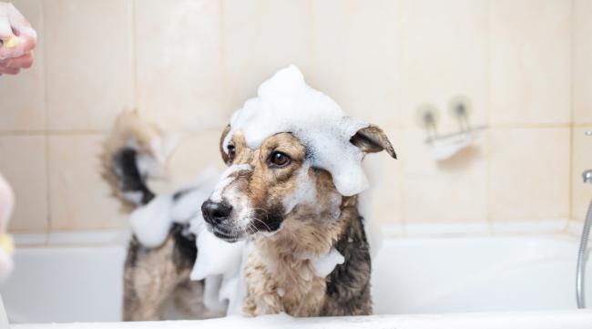怎么给狗狗洗澡