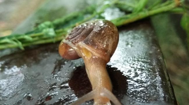 蜗牛不喜欢吃的食物