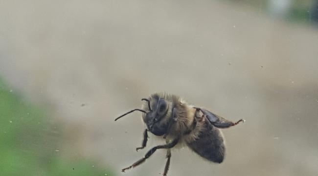 傍晚蜜蜂乱往外飞是什么原因呢
