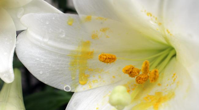 百合花的花粉怎么洗掉的