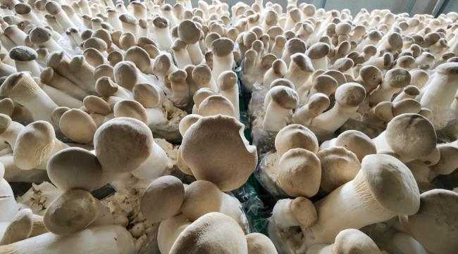 室内种植蘑菇一平米利润