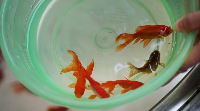 金鱼繁殖时间和饲养方法图片