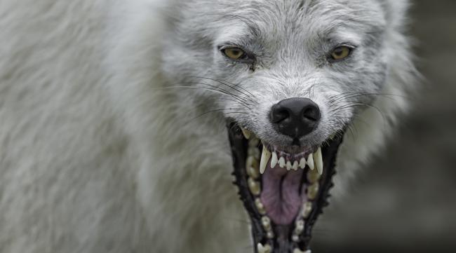 白狼和狼人的区别