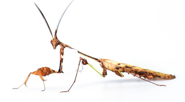 螳螂进化的正确方法图片