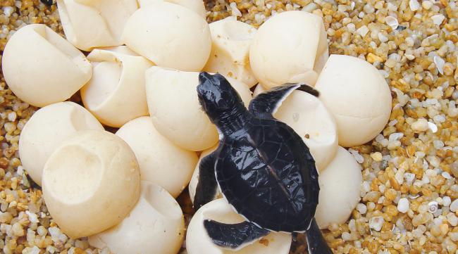 西非龟蛋怎么孵化
