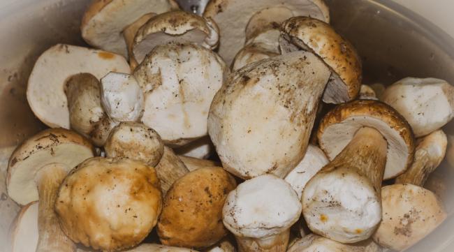 香菇和蘑菇是怎么人工种出来的呢