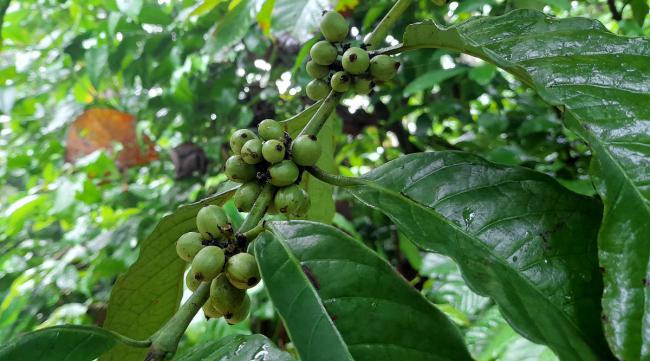 星露谷物语咖啡树怎么种