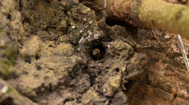 洞里面的蜜蜂怎么驱赶出来呢