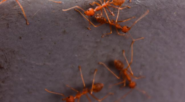 为什么红蚂蚁被称为强盗呢