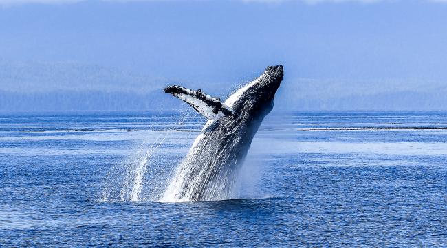为什么鲸会灭绝
