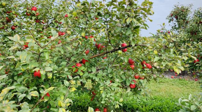 苹果树庭院种植方法图片